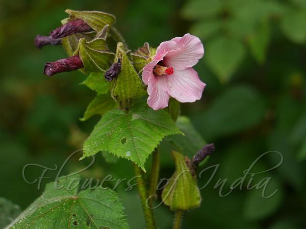 Purple Wild Musk Mallow